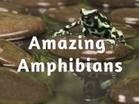 Amazing_Amphibians
